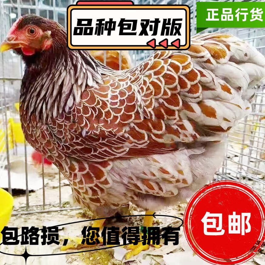 精選五彩懷特雞苗 四到六兩優(yōu)質(zhì)魚鱗雞觀賞兼肉用苗雞批發(fā)與零售推薦
