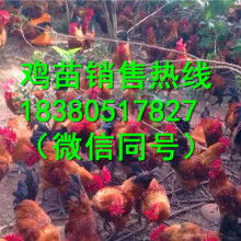 苗雞養(yǎng)成記 從弱不禁風(fēng)到昂首打鳴