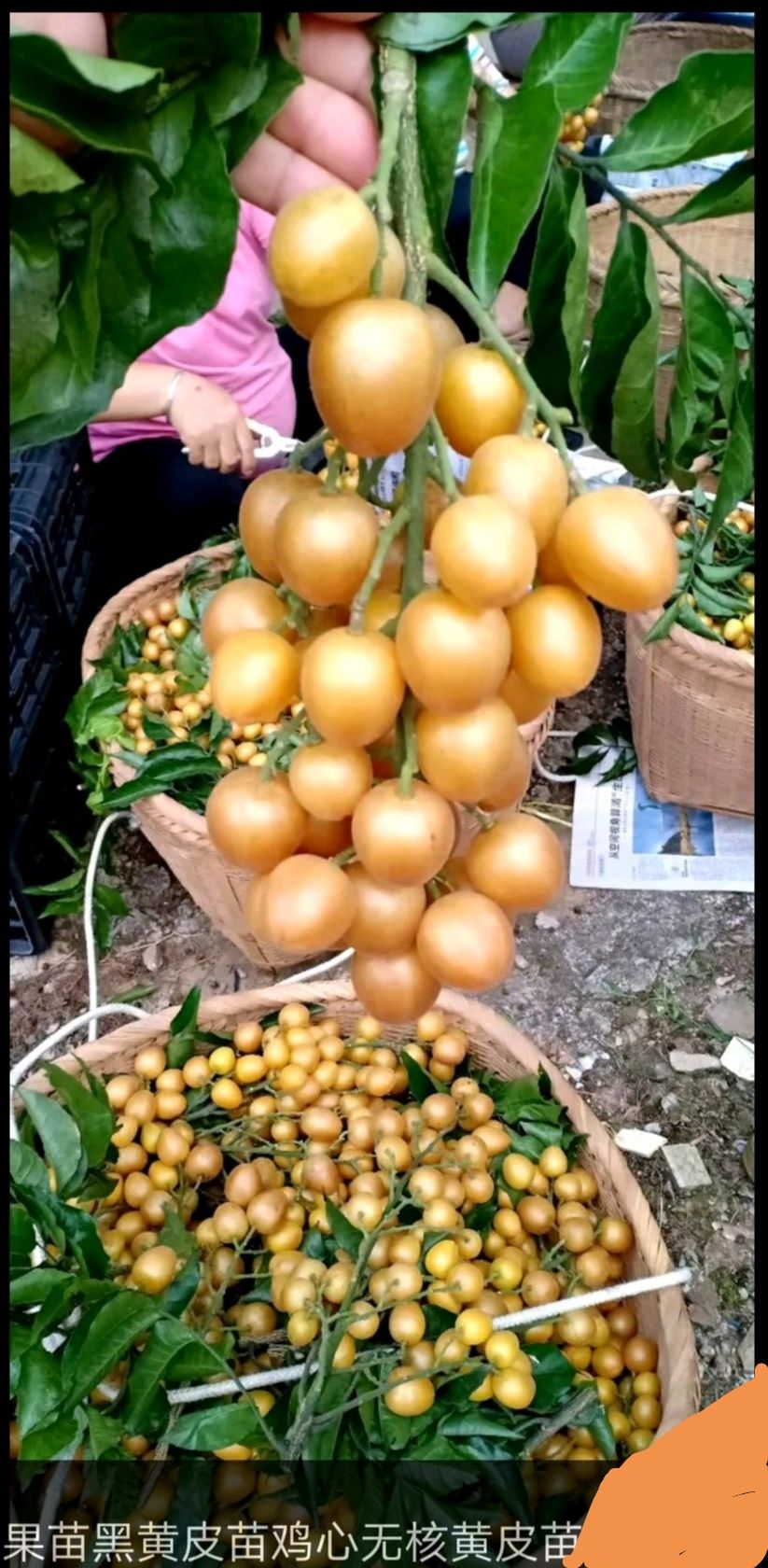夏日果香 探訪香蜜黃皮果的獨(dú)特魅力
