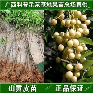 廣東黃皮樹苗批發全攻略 最新報價與選購指南